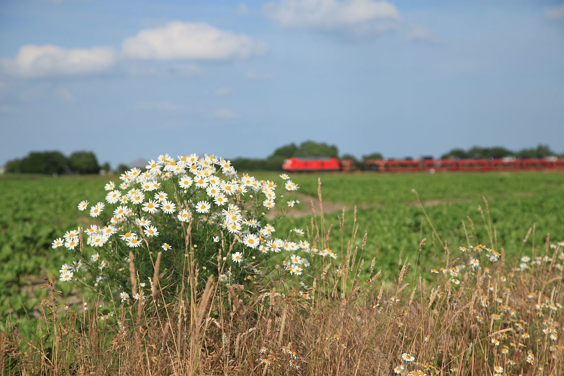 http://www.desiro.net/bilder/D-Reise2021-15.jpg